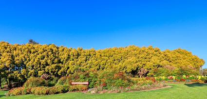 Spring Colours - Cowra 